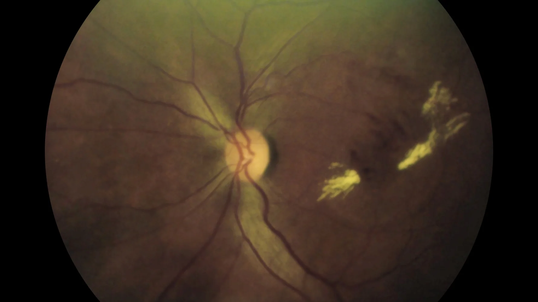 image_2026-02-11_011126408