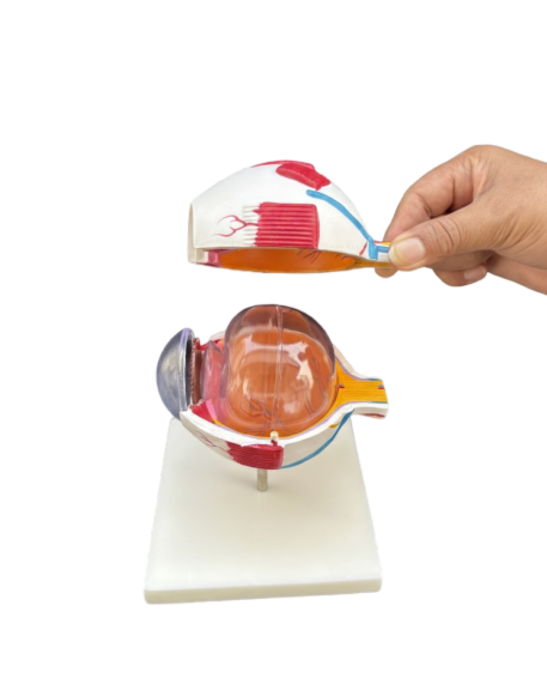 Full Globe Eye Model5 1