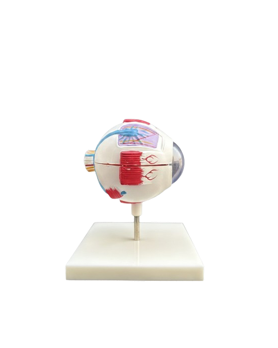 Full_Globe_Eye_Model_2