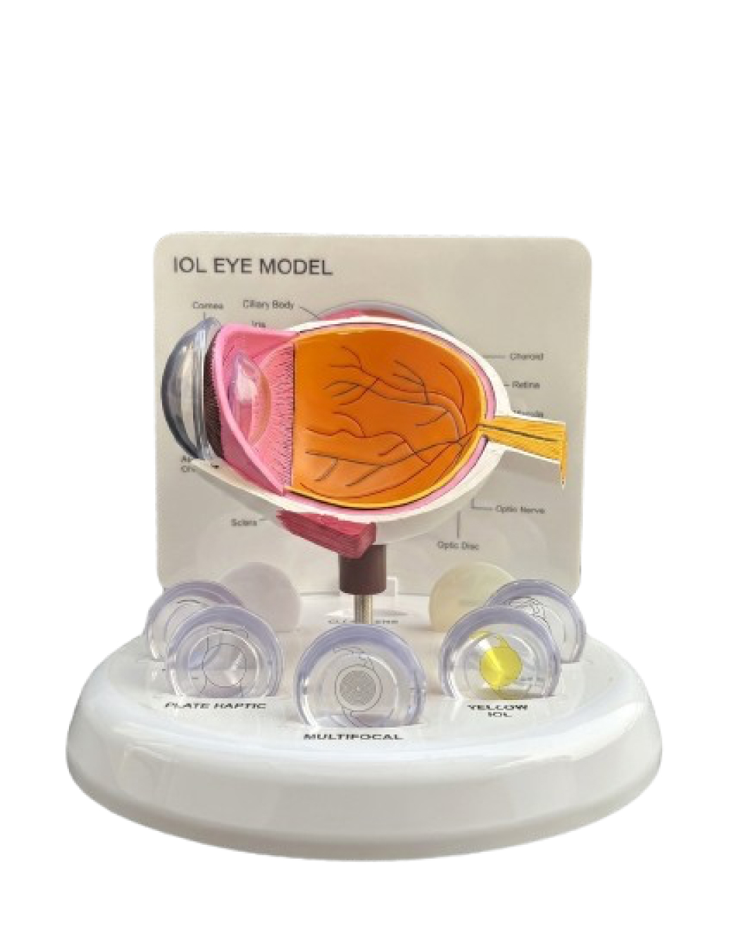 IOL_Eye_Model