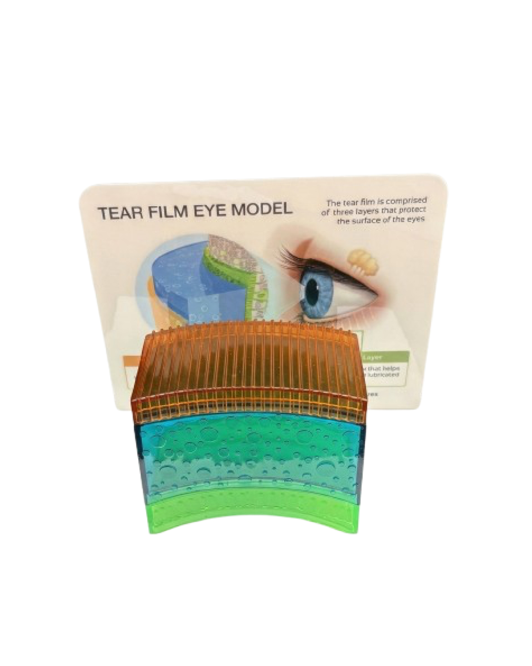 Tear_Film_Eye_Model_1